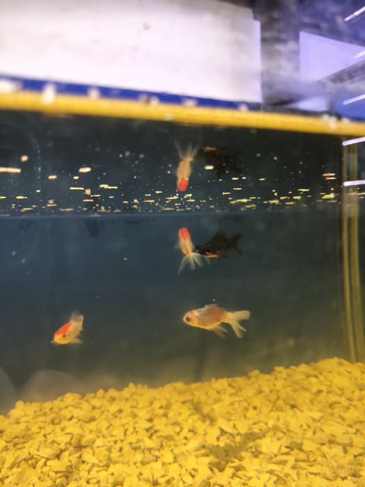 Peixes água fria apartir de 2.50€