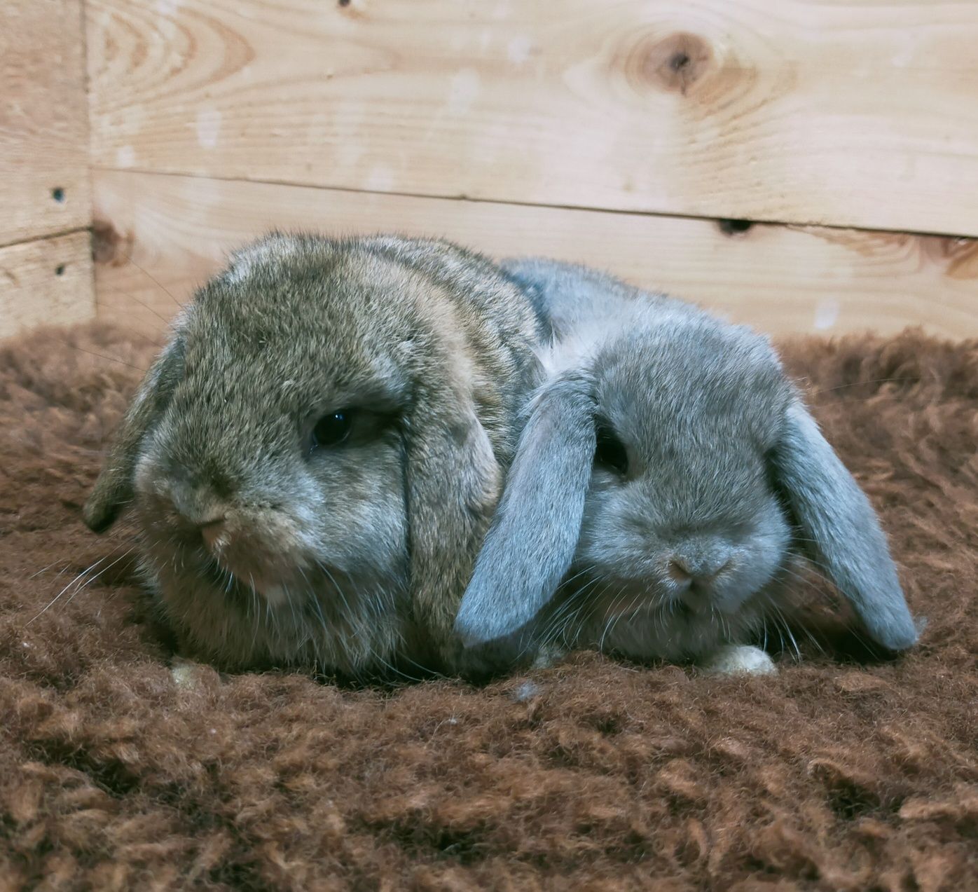 Królik baranek mini lop rumianki