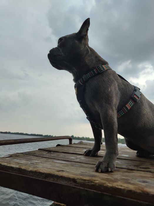 Отдам собаку в добрые руки