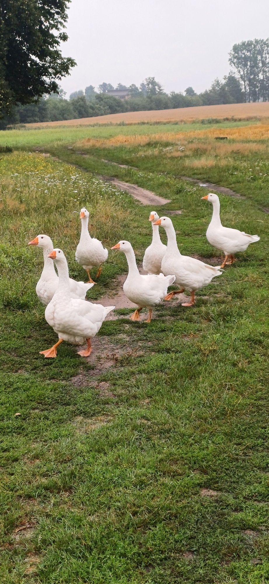 Sprzedam lub zamienię gęsi kołudzkie.