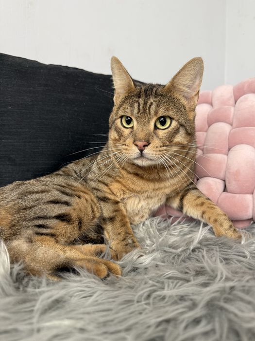 Велетень Тео Саванна Ф5