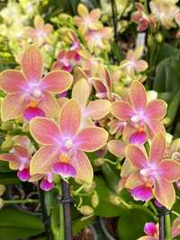 Орхидея Magic Neon или Golden sand или Morning breeze aрома