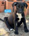 Cachorros de porte médio para adoção
