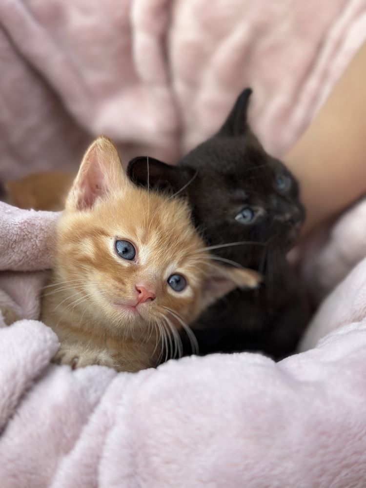 Cudne kocięta do adopcji koty do adopcji