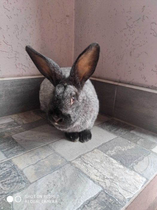 Продам кролі полтавське срібло