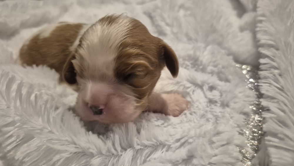 Cavalier King Charles spaniel DNA sunia