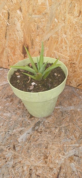 Palmeira yuca bebés