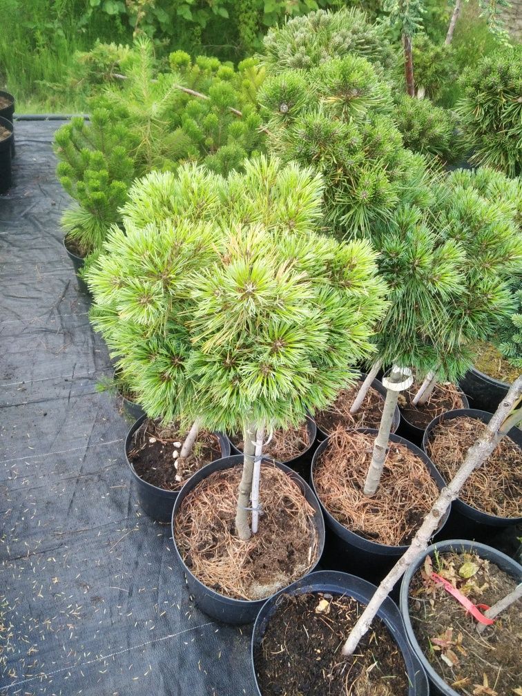 Rojnik, Sedum, Sempervivum, Klon, katalpa, głóg, drzewa alejowe