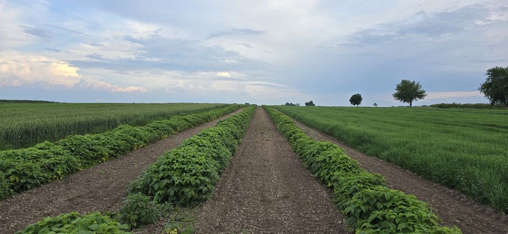 Sadzonki malin różne odmiany nowe jesienne