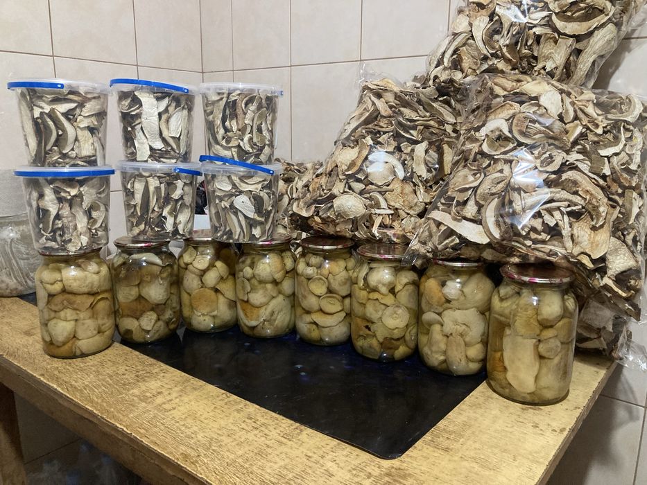 Карпацькі грибочки цьогорічні