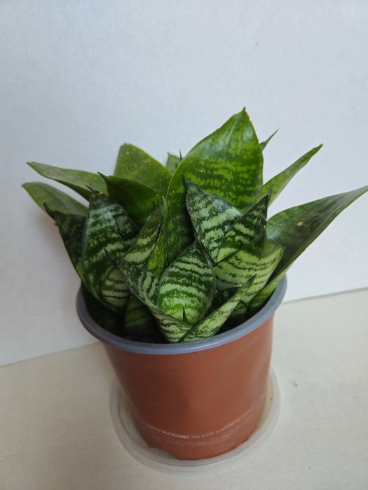 Planta Espada de São Jorge em Vaso Plástico 12 cm