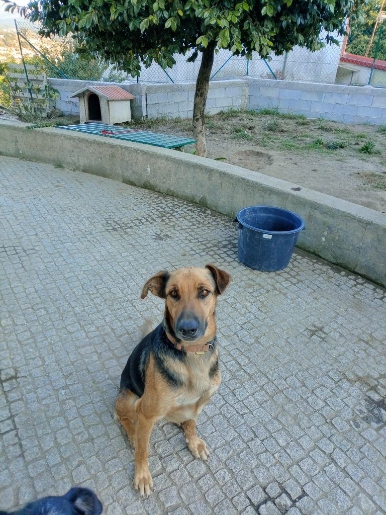 Cães para adoção