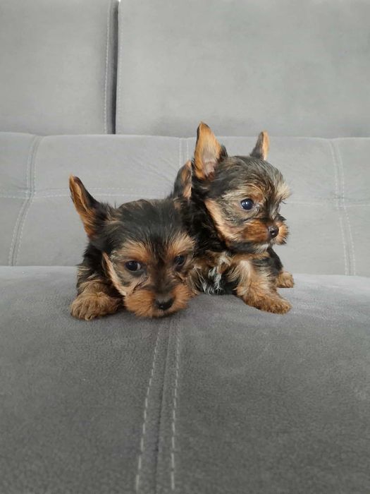 york shizr terrier