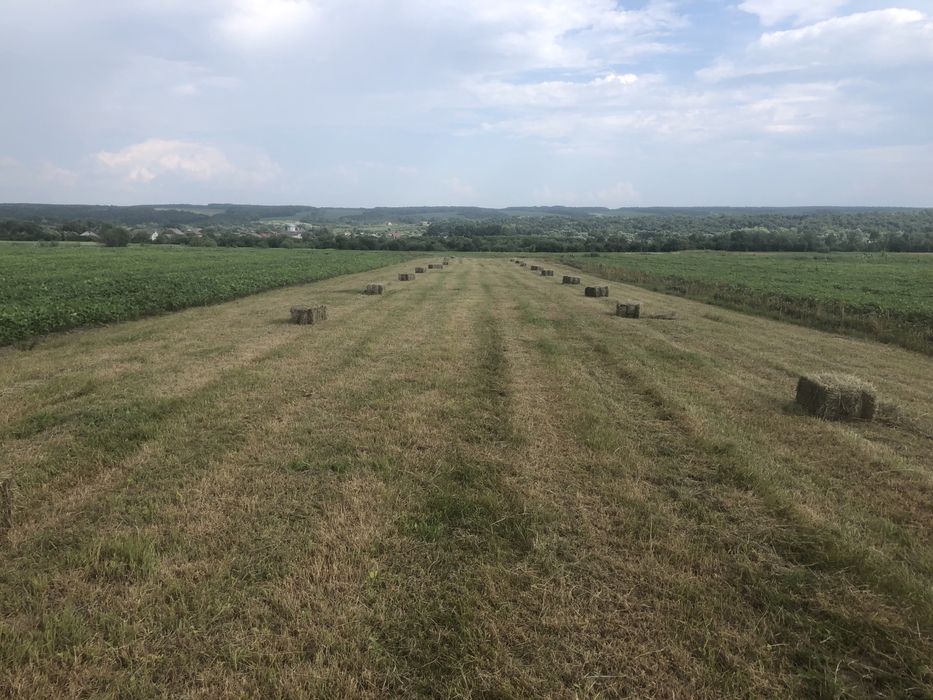 Продам тюки сіна 2025 року