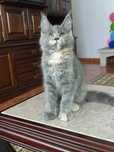 Gatinha Maine Coon meiga