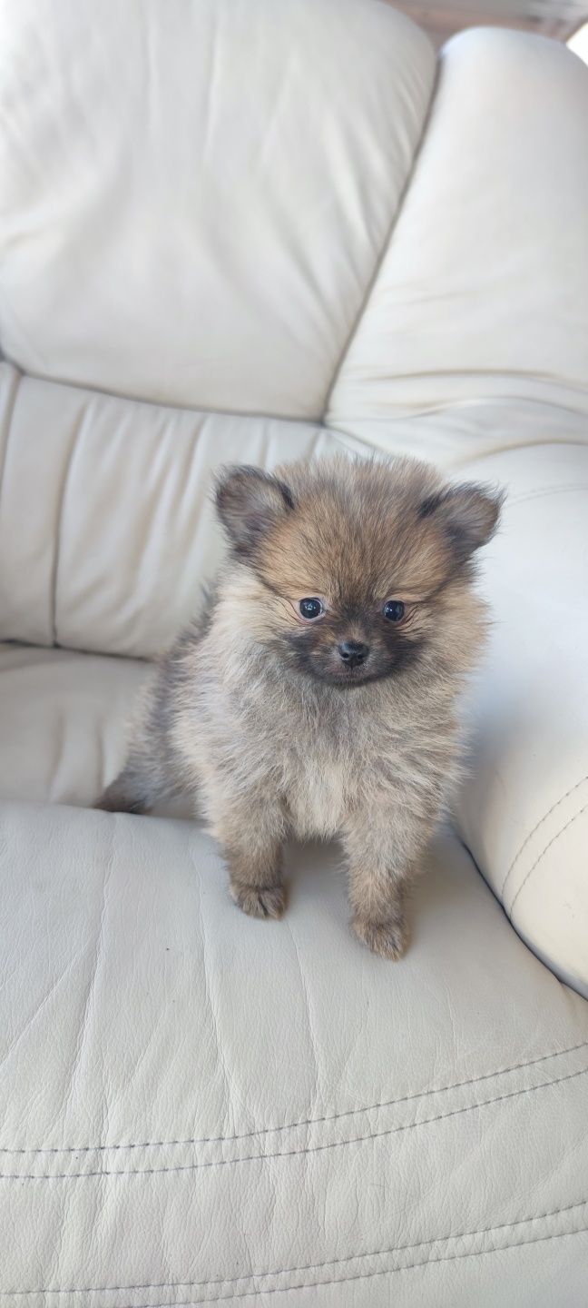 Lulu da Pomerânia (fêmea) disponível