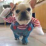 NOVO - Fato Dia-das-Bruxas para Cão e gato, Halloween dog/cat costume