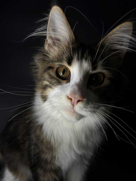 Елітна мейн-кун кішечка паспорт WCF, щеплення, зручна доставка