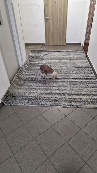 Dywan 2×3m Welton sahara