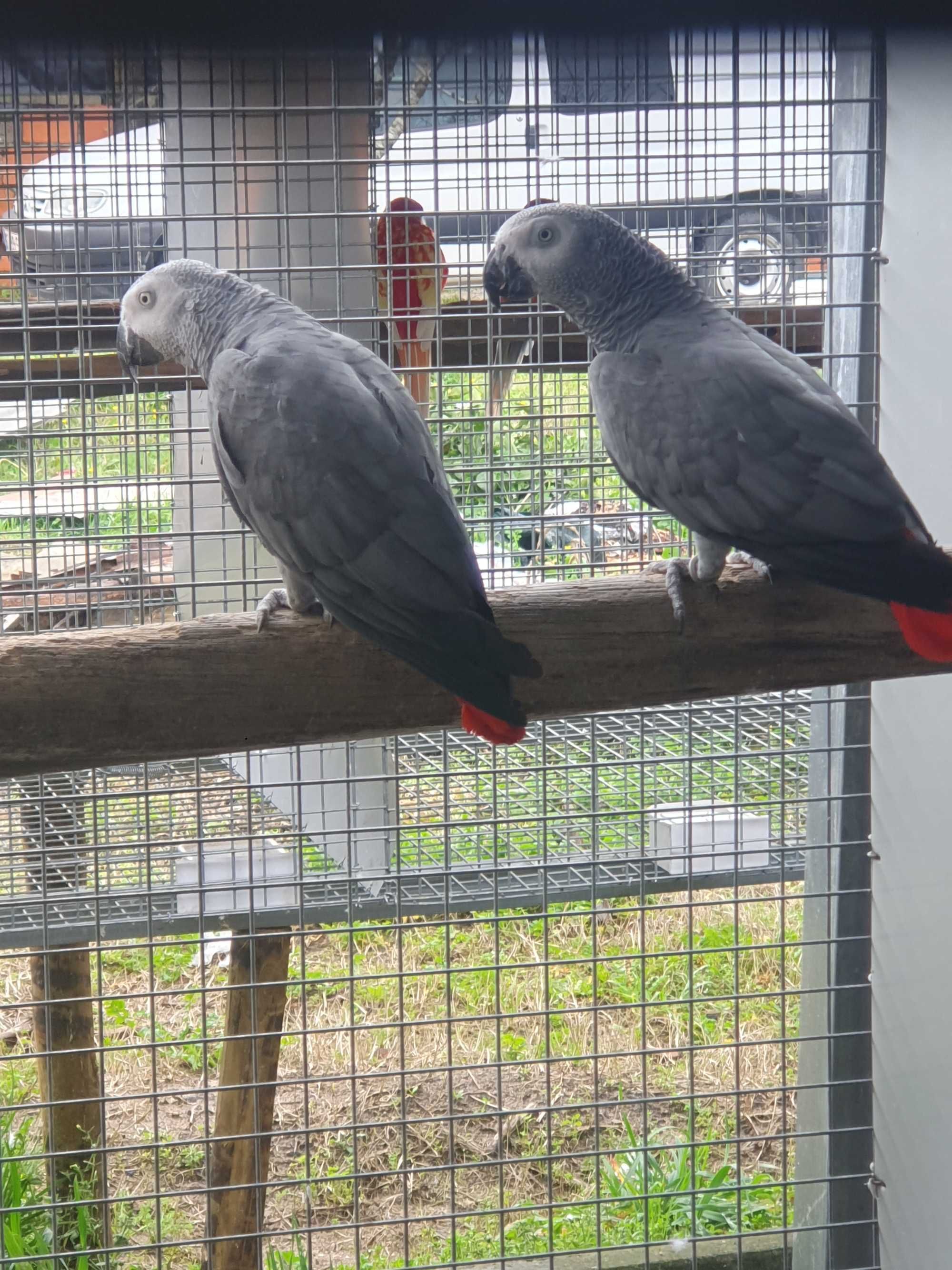 Machos de papagaio cinzentos