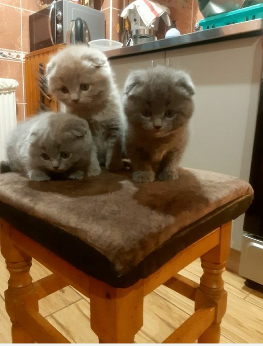 Шотландські висловухі кошенята.