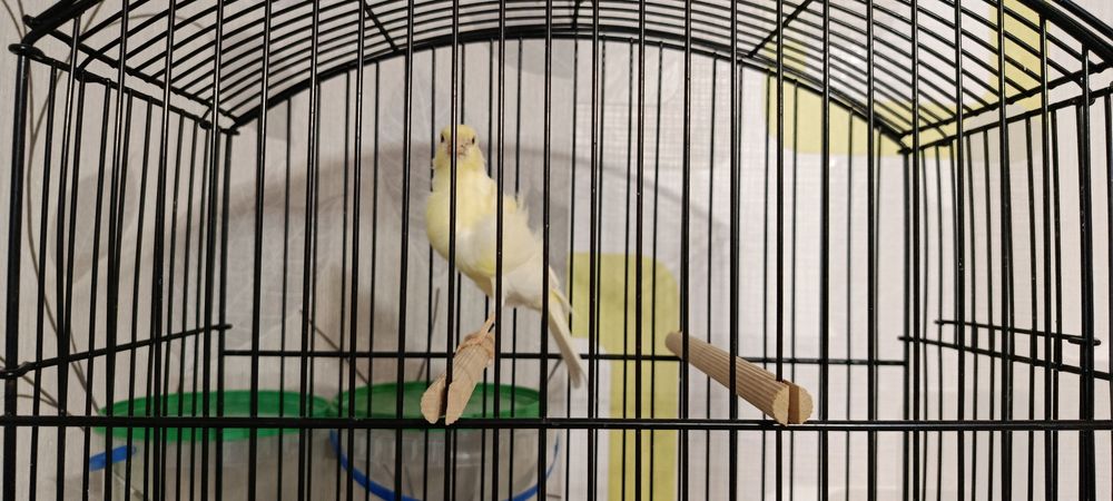 Kanarek Samiczka Fiorino