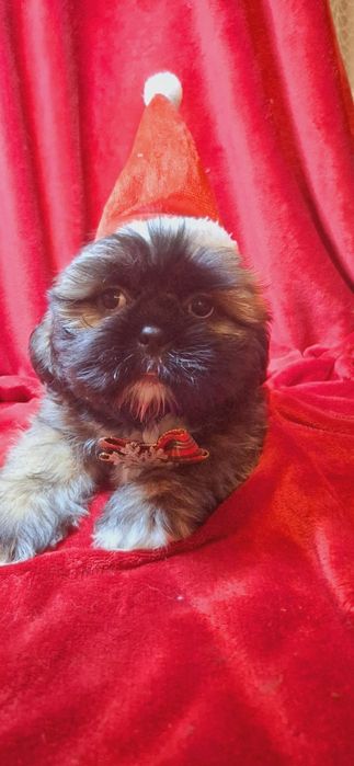 Chłopcy shih tzu