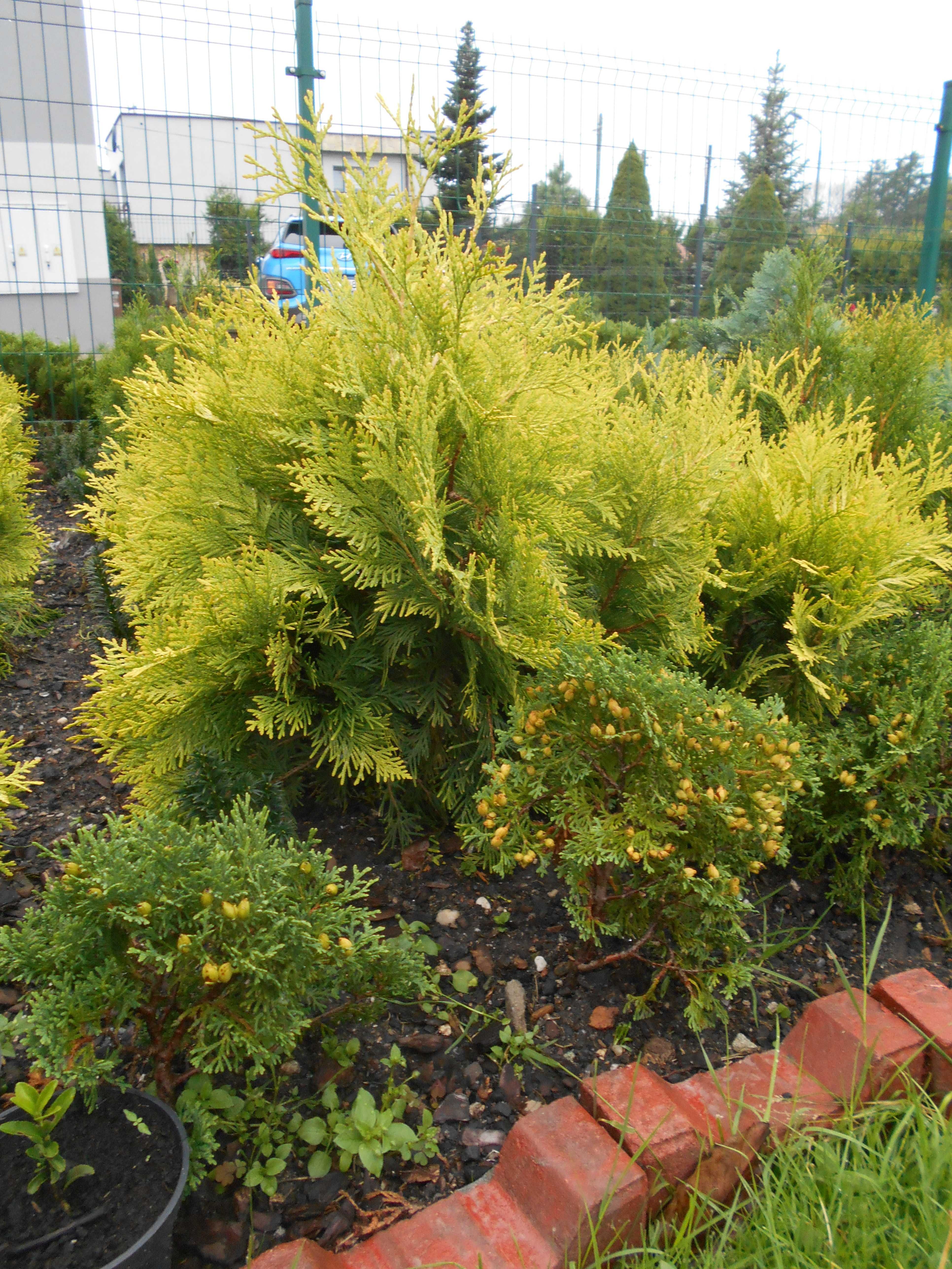 tuje, thuja, tuja, thuje szmaragd wyrazisty kolor zielony