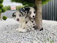 Border collie  blue merle
