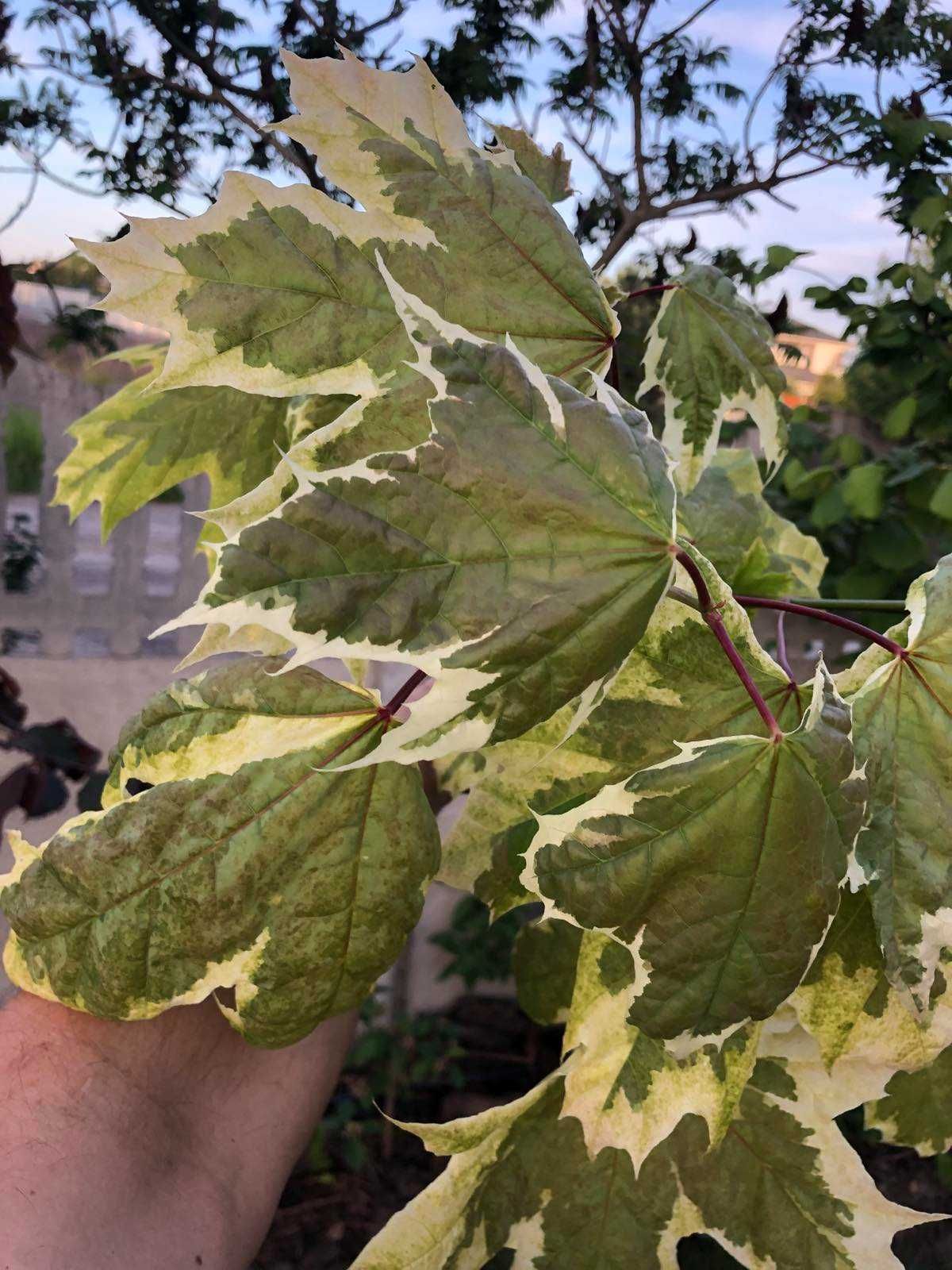 Продам клени кулястої форми