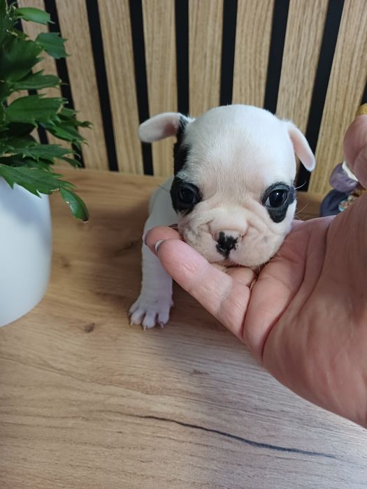 Buldog Francuski suczka