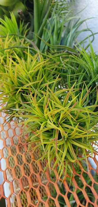 Plantas Aéreas Tillandsia (várias)