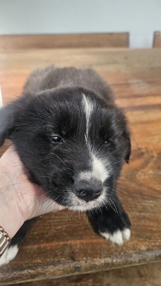 Caes Bebes para adoção
