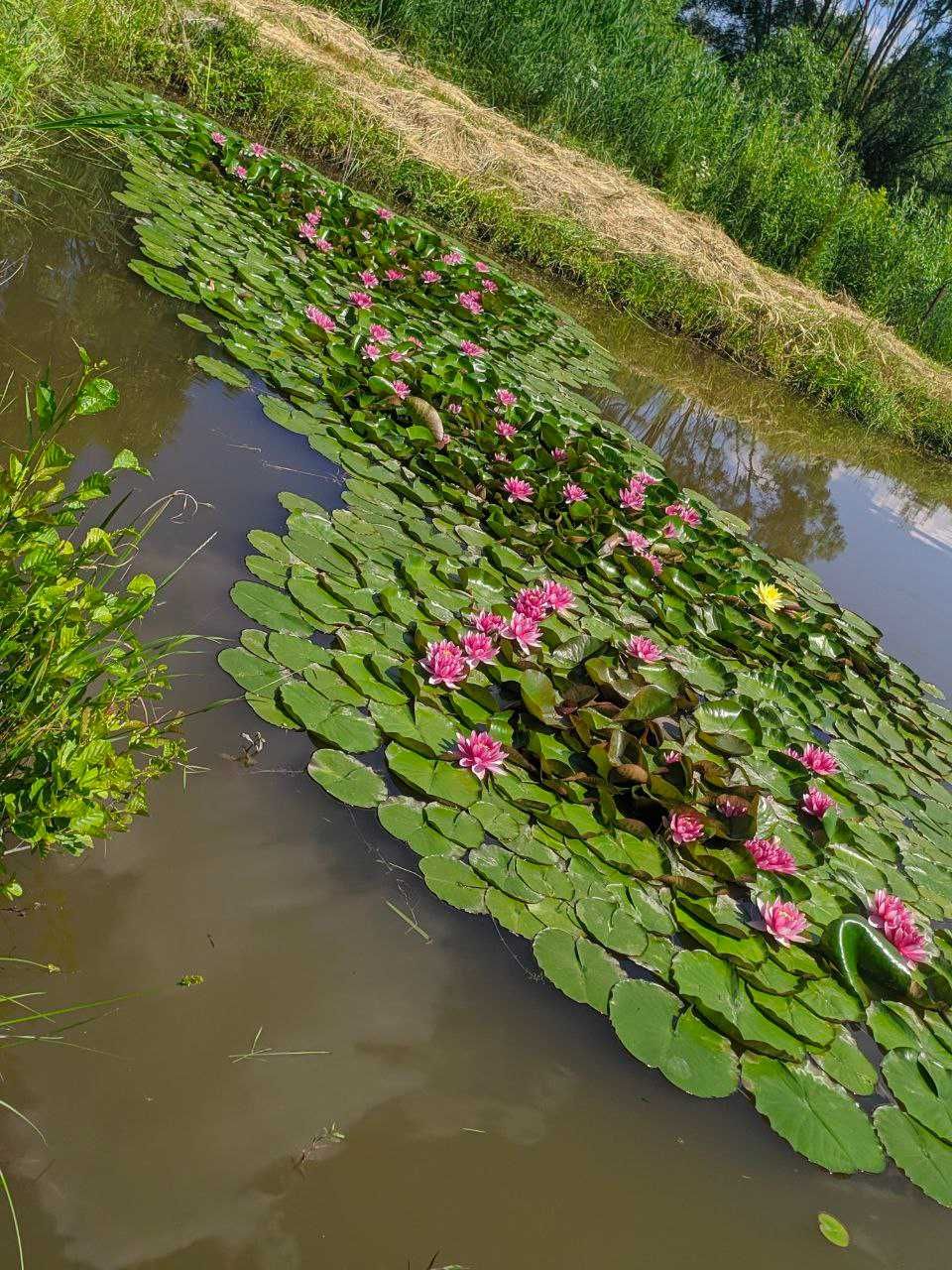 Німфе, водяне латаття, лілія (червона, рожева, жовта)