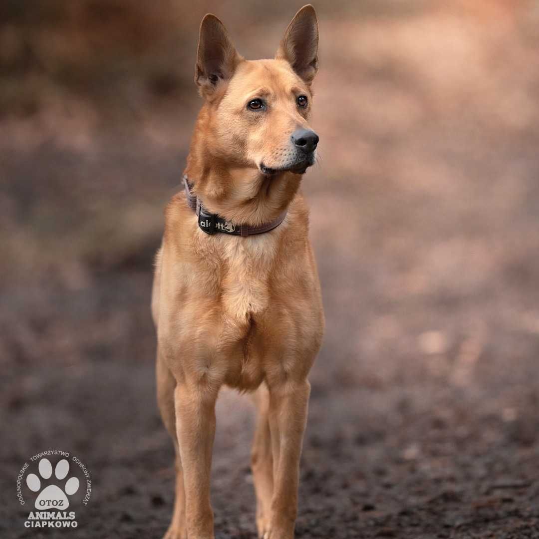 Pusia czeka na Ciebie w OTOZ Animals Ciapkowo!