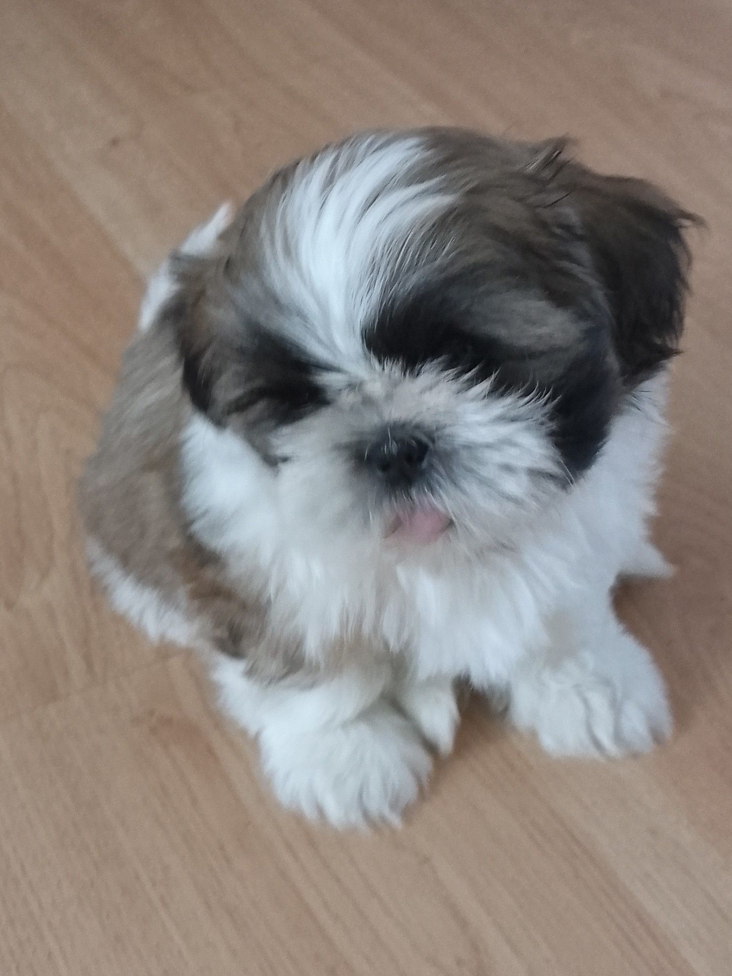 Shih tzu gotowe do odbioru