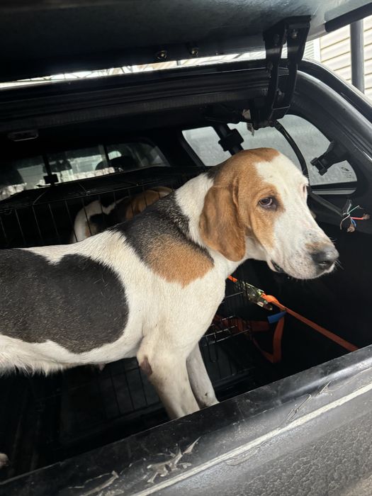 Продам гончу англо-русса .