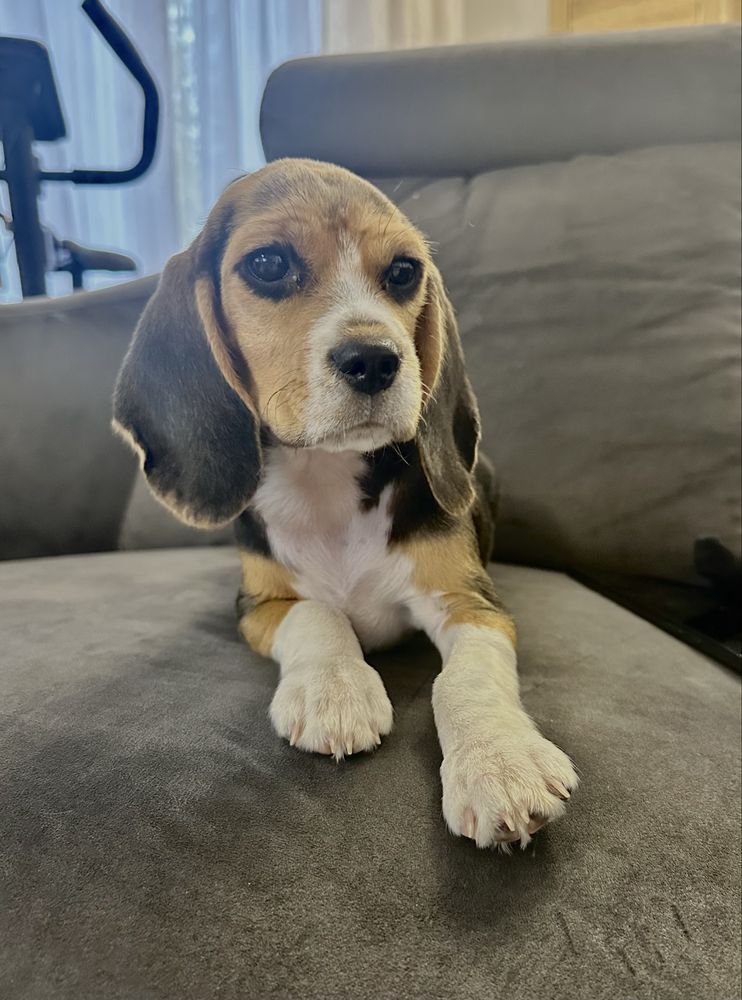 Suczka beagle gotowa do odbioru z Rodowodem
