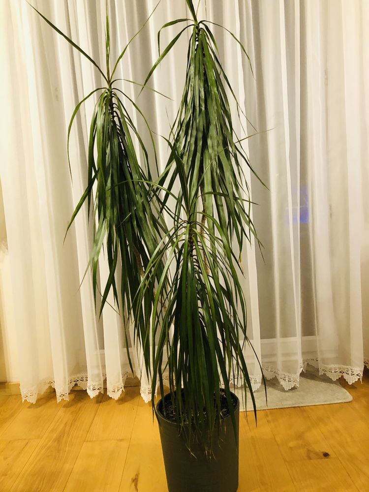Dracena w doniczce 165 cm