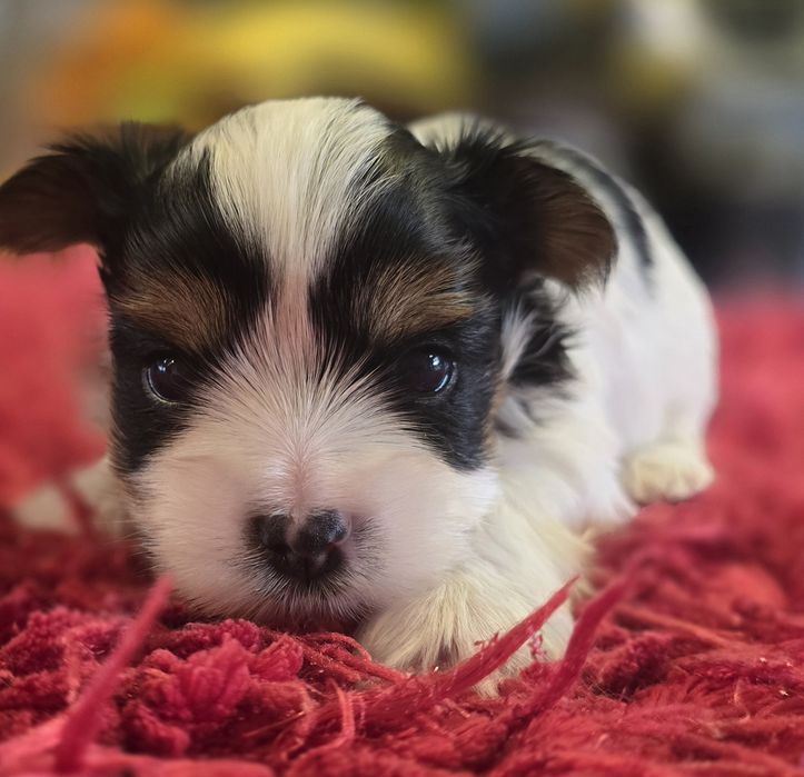 York biewer - idealny piesek