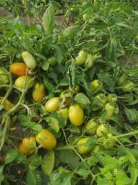 Насіння високоврожайного томату KсікоF1