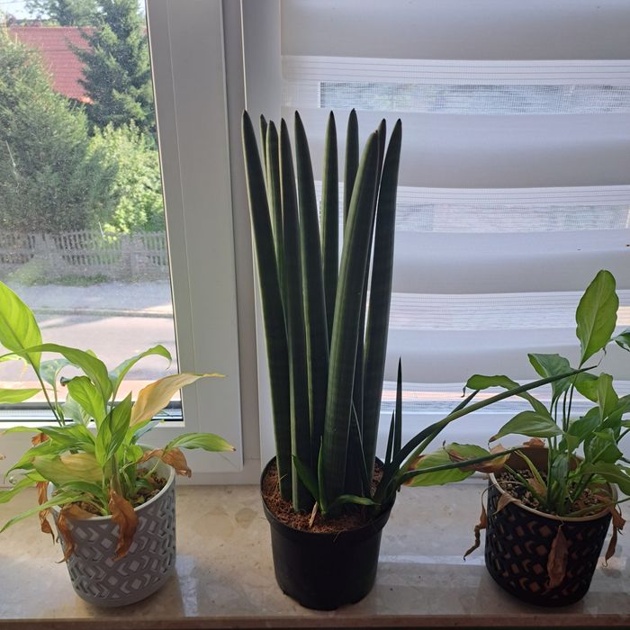 Sanseveria cylindrika wężową piękny okaz