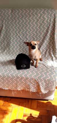 Chihuahua menino,  pequeno mini