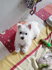 Suczka West Highland White Terrier