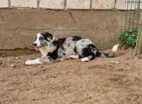 Border Collie piesek blue merle