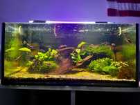 Akwarium 60l z rybkami + krewetkami + roślinkami + pełne wyposażenie