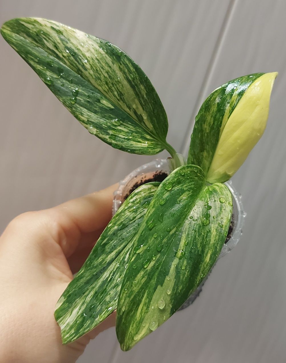 Филодендрон Cobra Yellow variegated