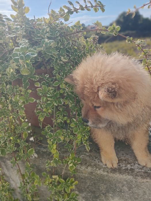 Magnífico macho  Chow Chow