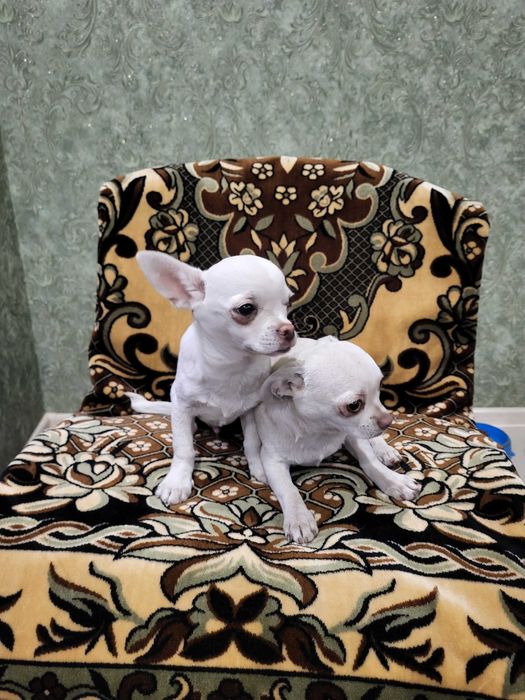 Продам щенков чихуахуа