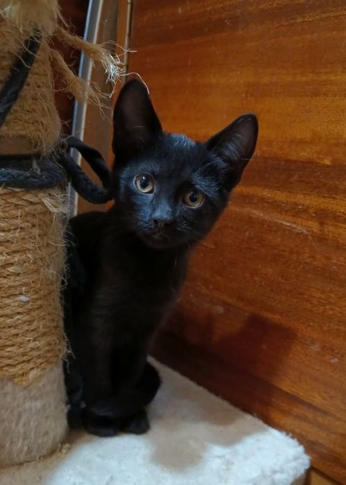 Маленькая черная котёнок девочка ищет дом! Котята в хорошие руки!